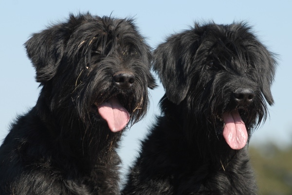 Schnauzer géant — photo de la race de chien originaire de Allemagne (4)