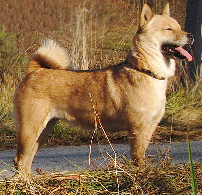 Hokkaido Ken — photo de la race de chien originaire de Japon (4)