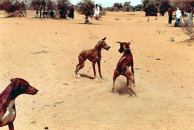 Azawakh — photo de la race de chien originaire de Mali (3)