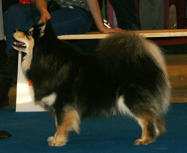 Chien finnois de Laponie — photo de la race de chien originaire de Finlande (3)