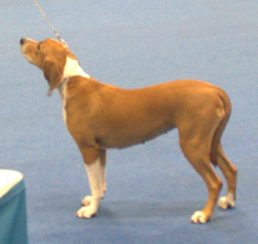 Chien courant de Hygen — photo de la race de chien originaire de Norvège (6)