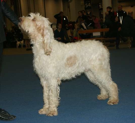 Grand Griffon vendéen — photo de la race de chien originaire de France (1)