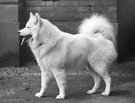 Samoyède — photo de la race de chien originaire de Russie (4)