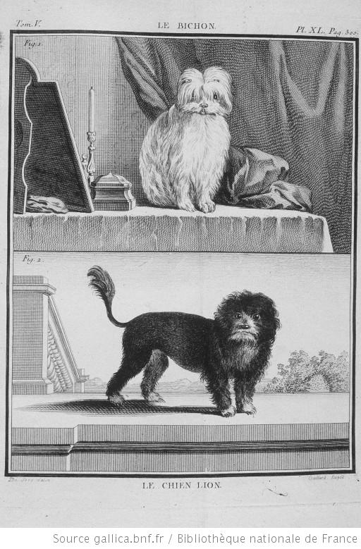 Petit chien lion — photo de la race de chien originaire de Europe (5)