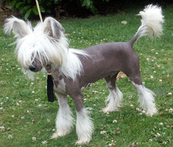 Chien chinois à crête