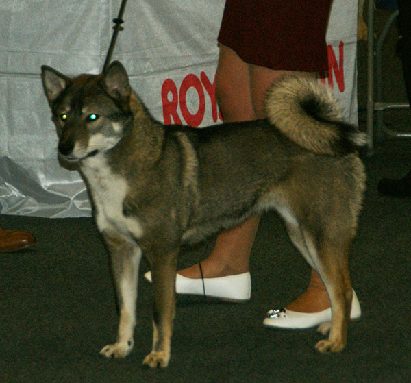 Shikoku Ken — photo de la race de chien originaire de Japon (4)