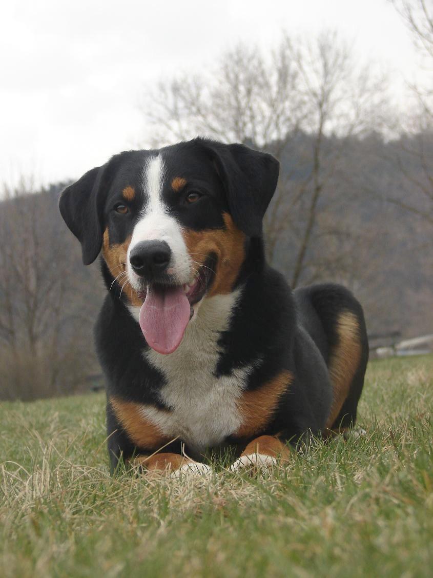 Bouvier d’Appenzell — photo de la race de chien originaire de Suisse (3)