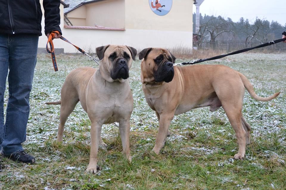 Bullmastiff — photo de la race de chien originaire de Royaume-Uni (4)
