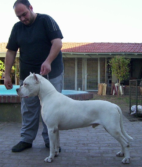 Dogue argentin — photo de la race de chien originaire de Argentine (4)