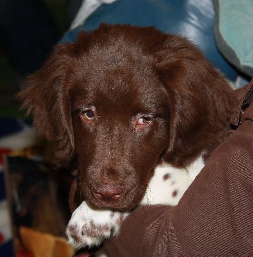 Stabyhoun — photo de la race de chien originaire de Pays-Bas (4)