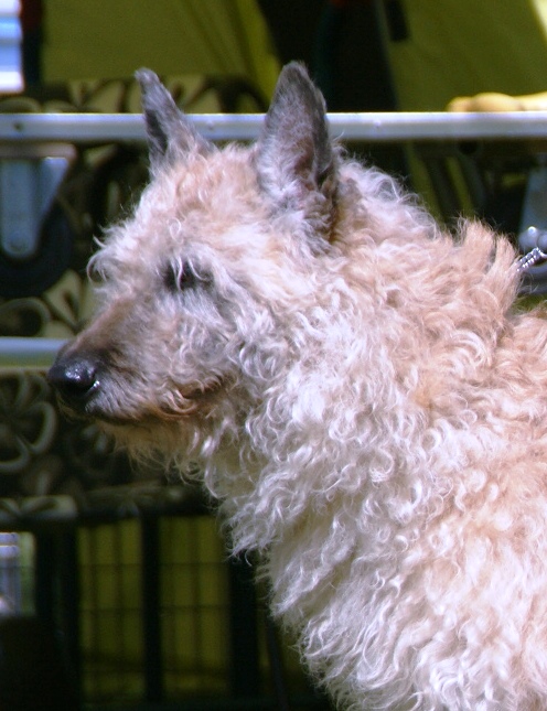 Berger Belge Laekenois — photo de la race de chien originaire de Belgique (5)
