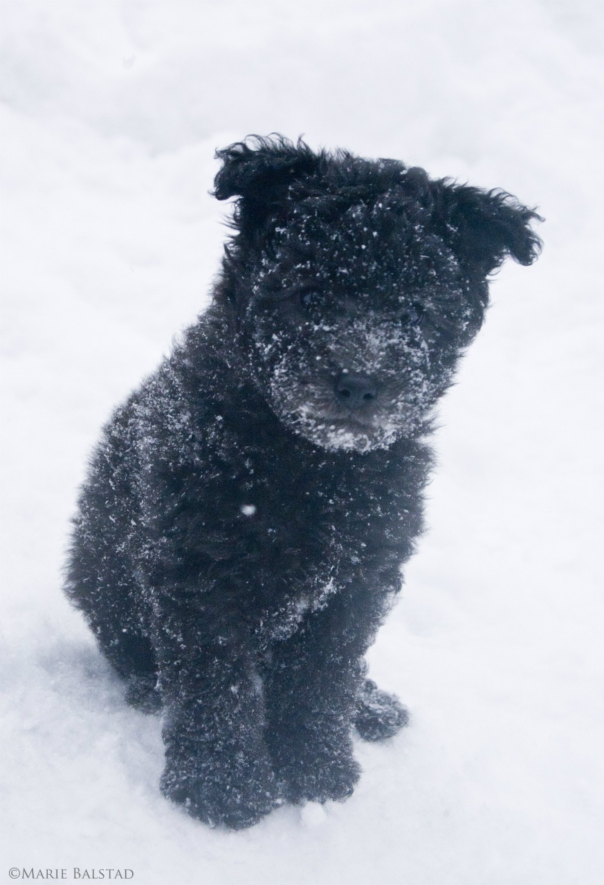 Pumi — photo de la race de chien originaire de Hongrie (6)