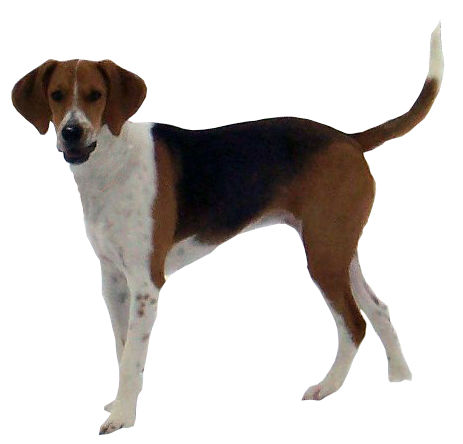 Harrier — photo de la race de chien originaire de Royaume-Uni (5)