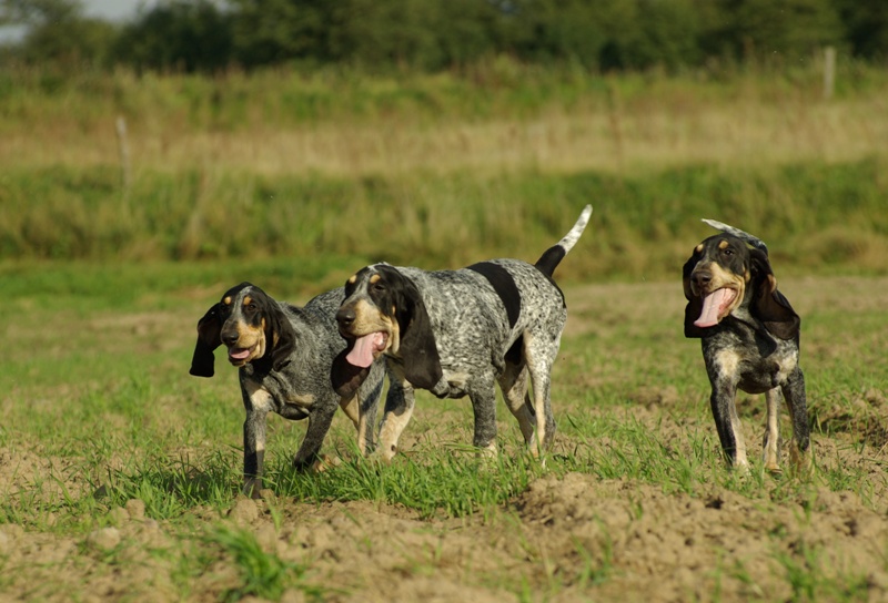 Petit bleu de Gascogne — photo de la race de chien originaire de France (2)