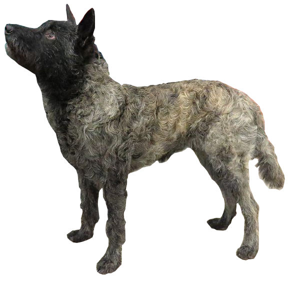 Berger Hollandais — photo de la race de chien originaire de Pays-Bas (5)