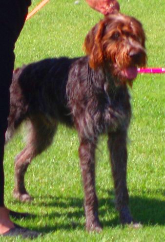 Barbu tchèque — photo de la race de chien originaire de Tchéquie (2)