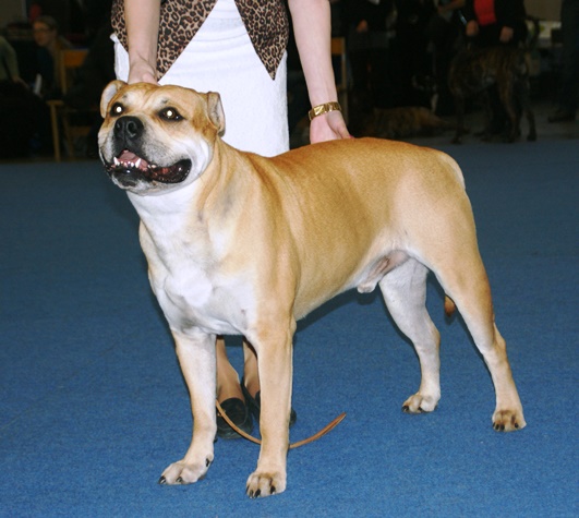 Dogue de Majorque — photo de la race de chien originaire de Majorque, Espagne (4)