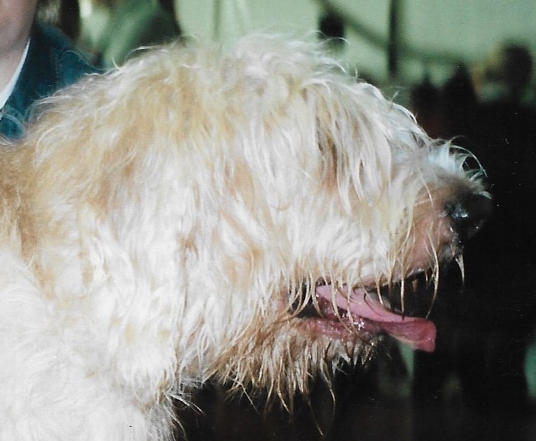 Otterhound — photo de la race de chien originaire de Royaume-Uni (4)