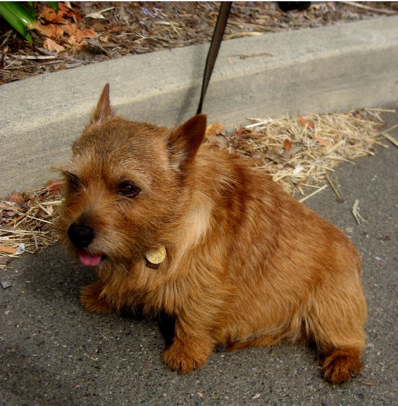 Norwich Terrier — photo de la race de chien originaire de Angleterre (4)