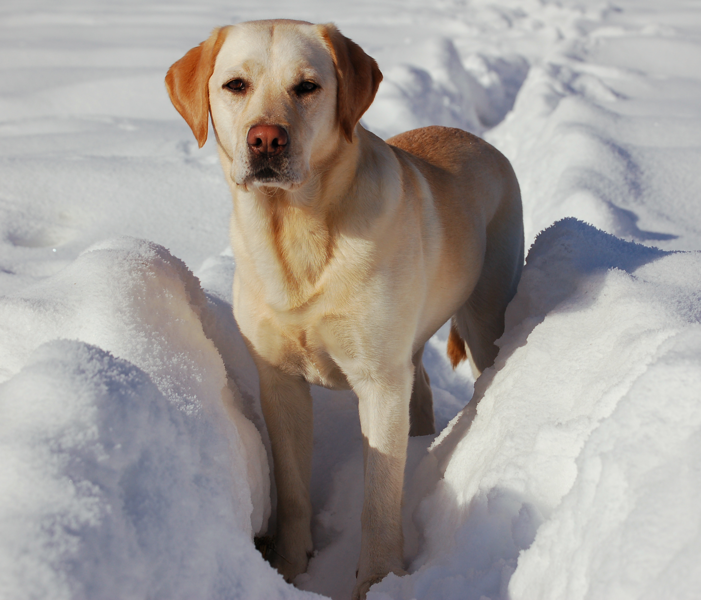 Labrador — race de chien