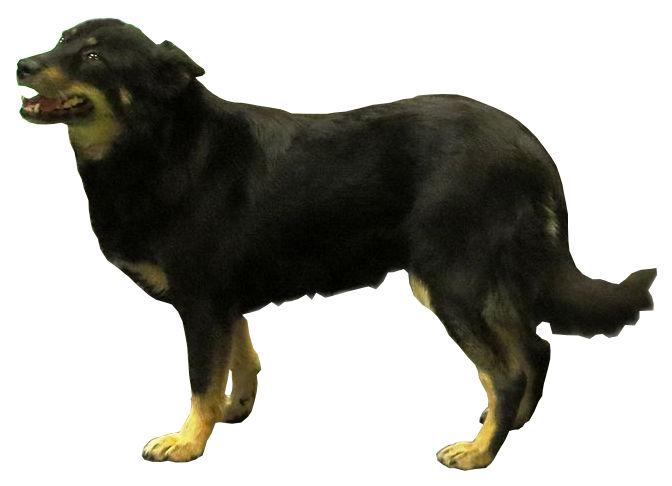 Berger finnois de Laponie — photo de la race de chien originaire de Finlande (1)