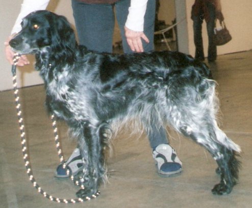 Epagneul bleu de Picardie — photo de la race de chien originaire de France (4)