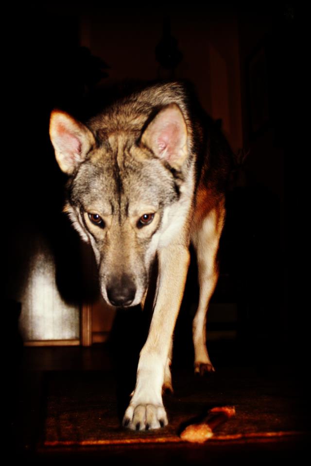 Chien-loup Tchèque — photo de la race de chien originaire de Tchécoslovaquie (5)