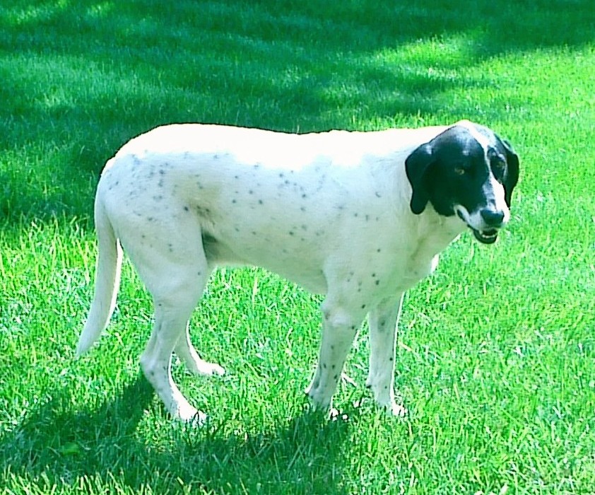 Foxhound américain — photo de la race de chien originaire de États-Unis (1)