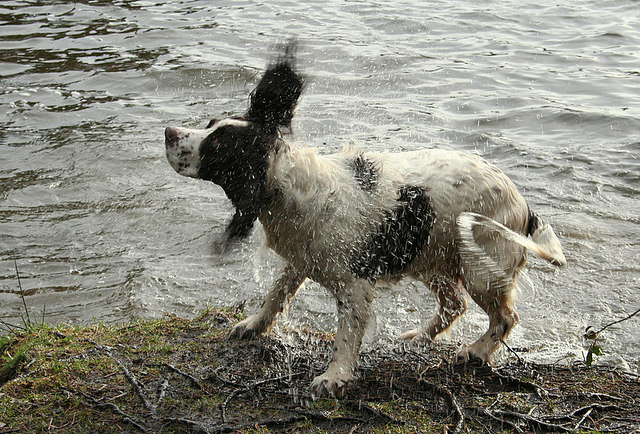 Springer anglais — photo de la race de chien originaire de Angleterre (5)