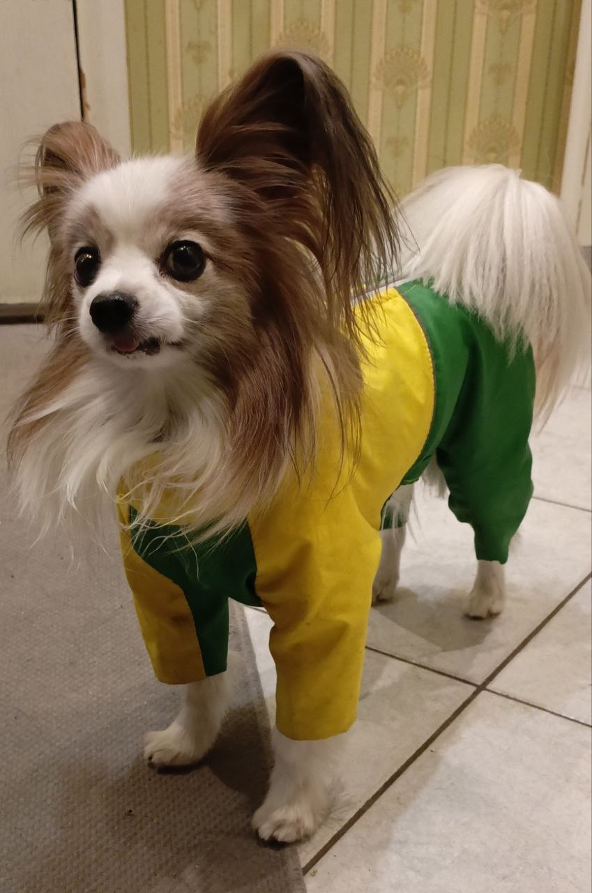 Epagneul nain continental — photo de la race de chien originaire de Belgique (3)
