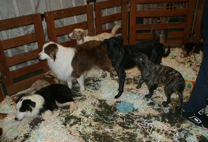 Cao fila de São Miguel — photo de la race de chien originaire de Portugal (1)