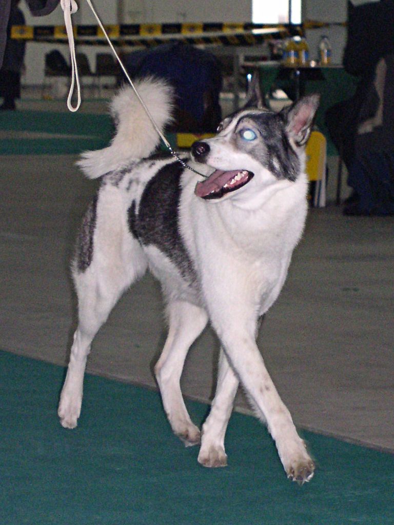 Laïka de Sibérie orientale — photo de la race de chien originaire de Russie (5)