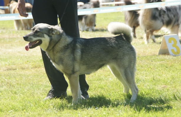 Chien d’élan suédois — photo de la race de chien originaire de Suède (3)
