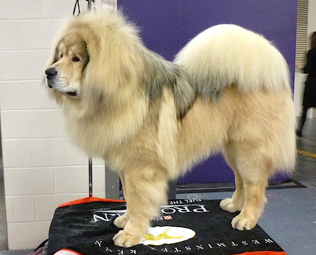 Dogue du Tibet — photo de la race de chien originaire de République populaire de Chine (5)