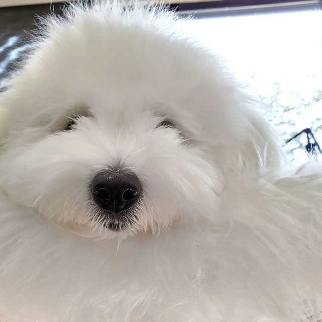 Coton de Tuléar — photo de la race de chien originaire de Madagascar (3)