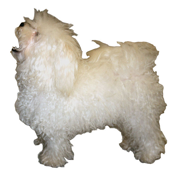 Bichon bolonais — photo de la race de chien originaire de Italie (4)