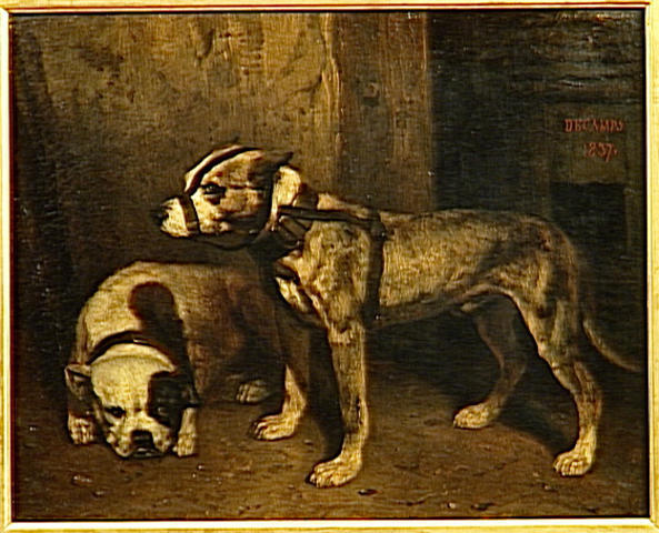 Old english Bulldog — photo de la race de chien originaire de Royaume-Uni (6)