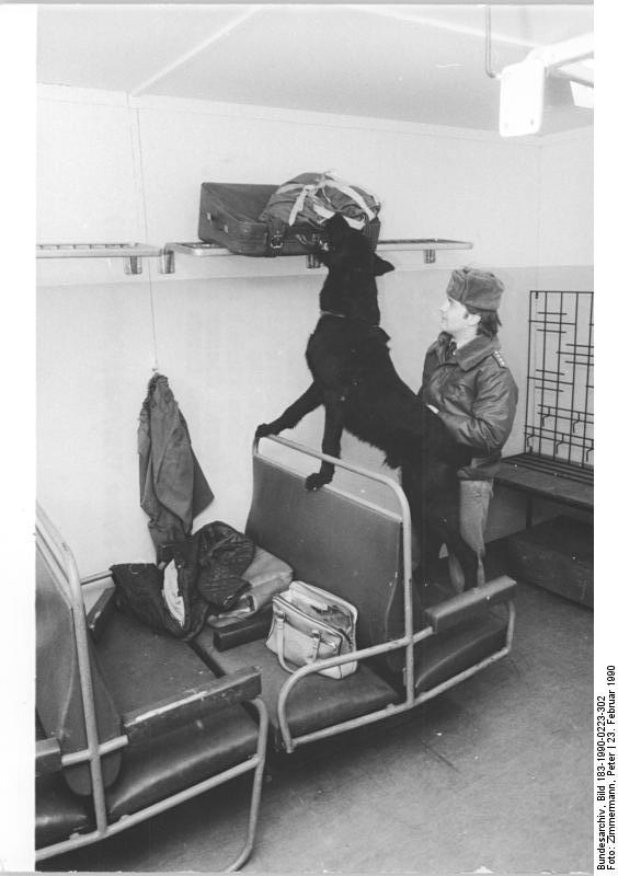 Schnauzer géant — photo de la race de chien originaire de Allemagne (3)