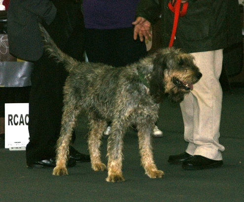 Griffon nivernais — photo de la race de chien originaire de France (4)