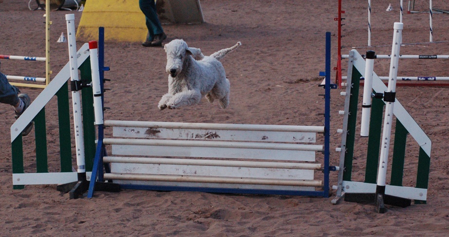 Bedlington terrier — photo de la race de chien originaire de Angleterre (3)