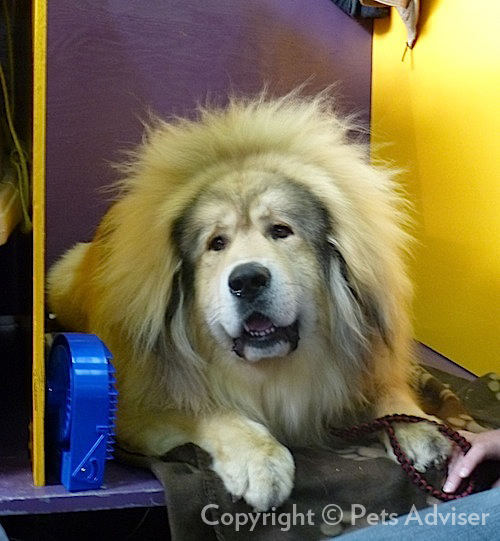Dogue du Tibet — photo de la race de chien originaire de République populaire de Chine (4)