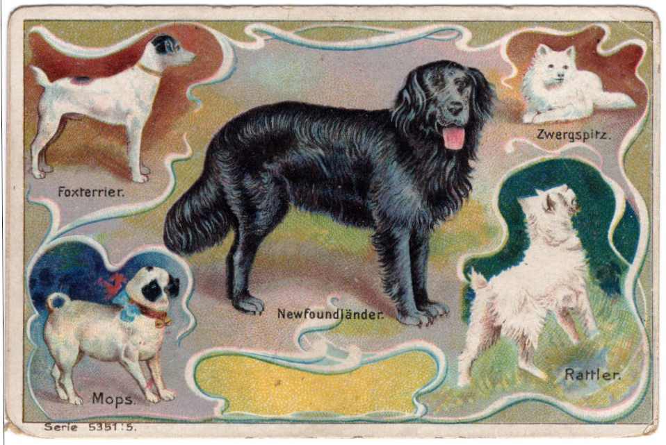 Spitz allemand — photo de la race de chien originaire de Allemagne (3)