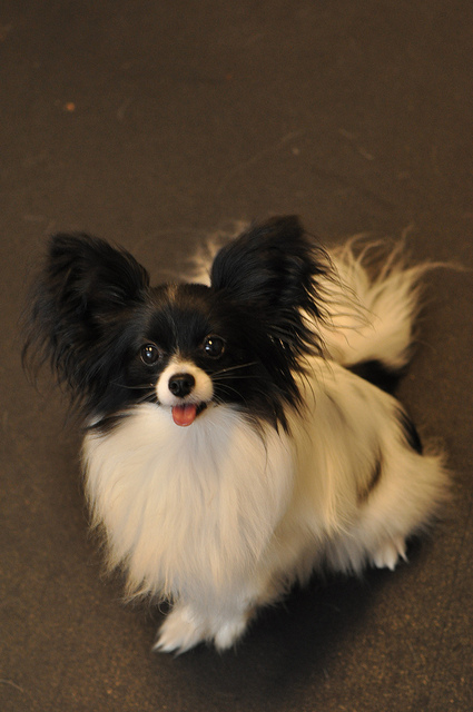 Epagneul nain continental — photo de la race de chien originaire de Belgique (6)