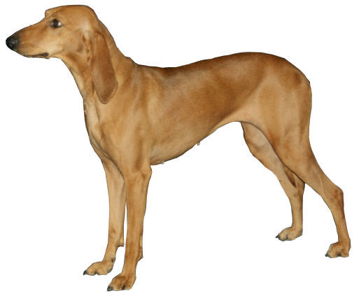 Chien courant italien à poil ras — photo de la race de chien originaire de Italie (2)