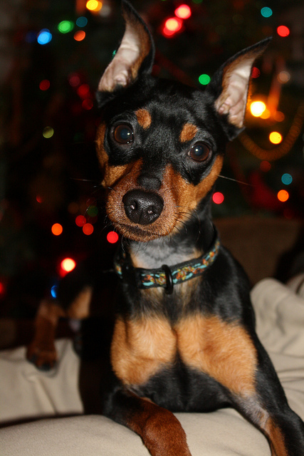 Pinscher nain — photo de la race de chien originaire de Allemagne (4)