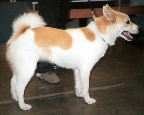 Spitz de Norrbotten — photo de la race de chien originaire de Suède (2)