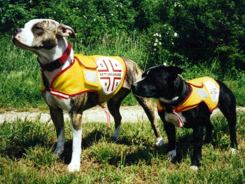 Staffordshire Bull Terrier — photo de la race de chien originaire de Angleterre (5)