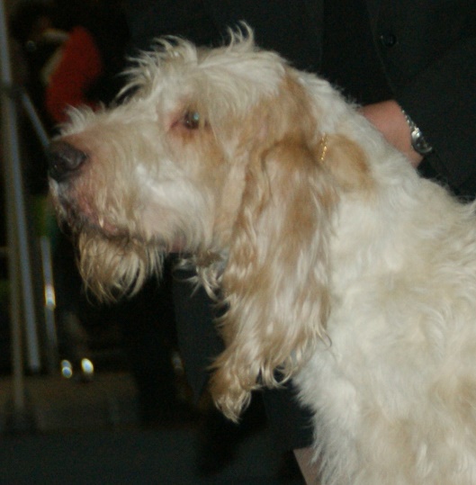 Grand Griffon vendéen — photo de la race de chien originaire de France (5)