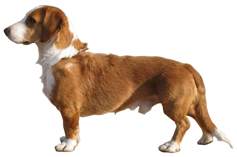 Basset de Westphalie — photo de la race de chien originaire de Allemagne (2)