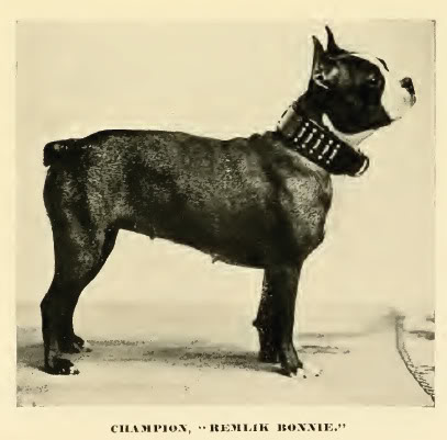 Boston Terrier — photo de la race de chien originaire de États-Unis (1)